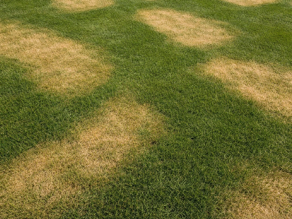 Bovenaanzicht van gazon met egaal lichtgele plekken en duidelijke overgang naar nog groen gras.